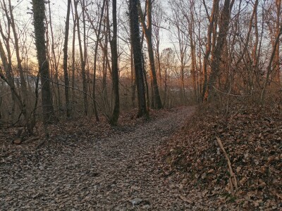 VARESE CAPOLAGO, BOSCO-2