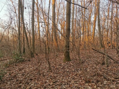 VARESE CAPOLAGO, BOSCO-3