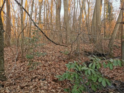 VARESE CAPOLAGO, BOSCO-4