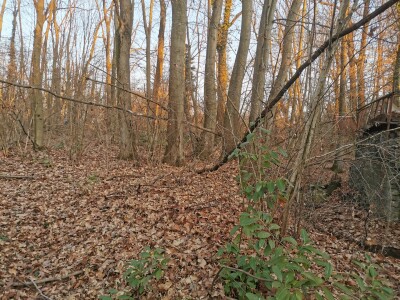 VARESE CAPOLAGO, BOSCO-6