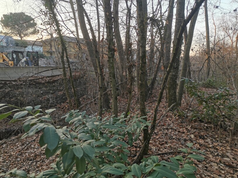 VARESE CAPOLAGO, BOSCO-7