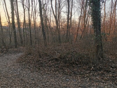 VARESE CAPOLAGO, BOSCO-9